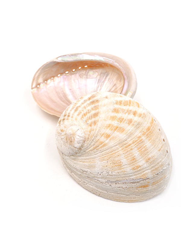 Natural Cream and Champagne Abalone Shell